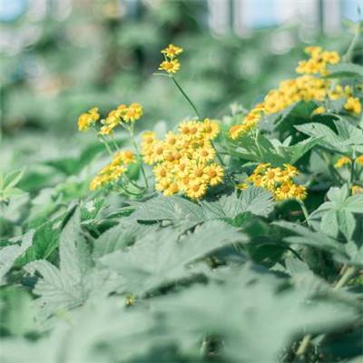 乐发app下载安装官网